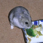 ブロッコリーを食べるコーキ