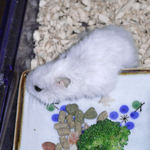 スタミノンを舐めるアイ