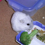 乾燥パパイヤを食べるましろ