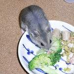 ブロッコリーを食べるコー太