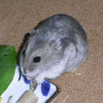 煮干を食べるコーキ