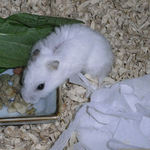 バナナチップを食べるアイ