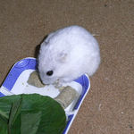 バナナチップを食べるましろ