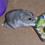 ブロッコリーを食べるコーキ