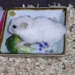 ブロッコリーを食べるアイ