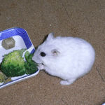 ブロッコリーを食べるましろ