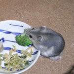 ブロッコリーを食べるコー太