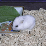 乾燥パパイヤを食べるアイ