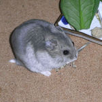 煮干を食べるコーキ