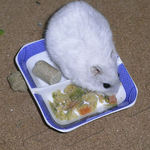 乾燥パパイヤを食べるましろ