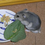 小松菜を食べるコー太