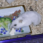 豆腐を食べるアイ