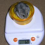 コーキも体重が減りました