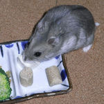 豆腐を食べるコーキ