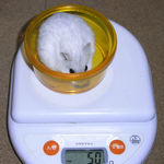 ましろは体重増加