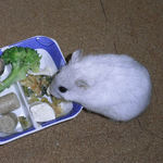 豆腐を食べているましろ