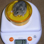 コー太は体重が減少