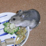 ブロッコリーを食べるコー太