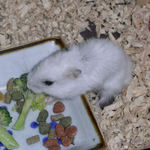 ブロッコリーを食べるアイ