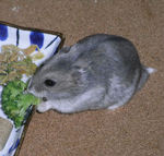 ブロッコリーを食べるコーキ