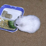 ブロッコリーを食べるましろ