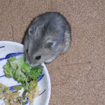 ブロッコリーを食べるコー太