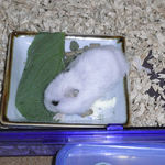 小松菜を食べるアイ