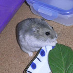 小松菜を食べるコーキ