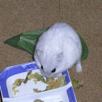 乾燥キャベツを食べるましろ