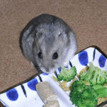 ブロッコリーを食べるコーキ