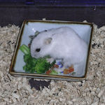 ブロッコリーを食べるアイ