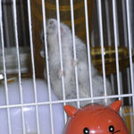 ケージカジカジをするコー太