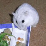 乾燥パパイヤを食べるましろ