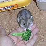 ブロッコリーを食べるコー太