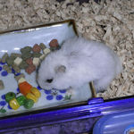 エサ皿に向かうアイ