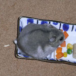 ミックスベジタブルを食べるコーキ