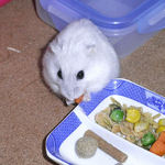 にんじんを食べるましろ