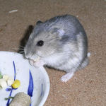 ひとくちチーズを食べるコー太