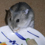 コーンを食べるコー太