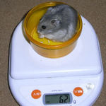 コーキは体重増加です