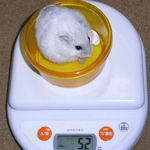 ましろも体重が増えました