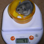 コー太は体重が増えました