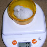 アイは体重が減りました