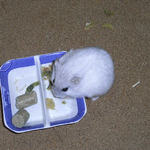 ブロッコリーを食べるましろ