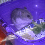 ブロッコリーを食べるコーキ