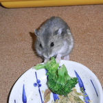 ブロッコリーを食べるコー太