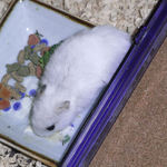 ブロッコリーを食べるアイ