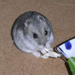 蒸鶏ささみを食べるコーキ