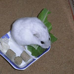 青梗菜を食べるましろ