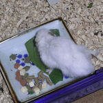 エサ皿に向かうアイ